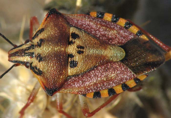 Scutelleridae